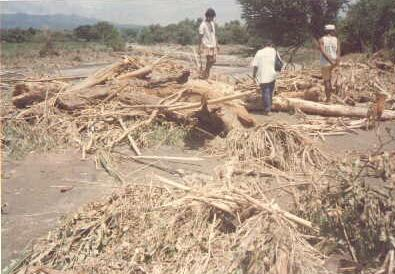 Crops Damaged